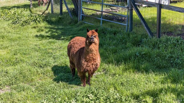 445 Marshall Ave, Petaluma, CA 94952