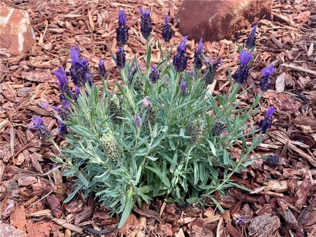 5806 Black Olive, Paradise, CA 95969