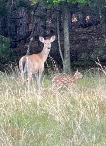 3893 E Yonker Road, Hesperia, MI 49421