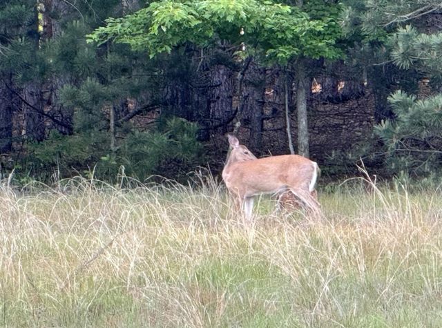 3893 E Yonker Road, Hesperia, MI 49421