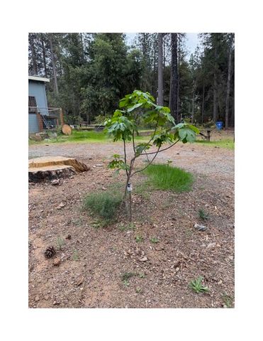 14565 Coutolenc Road, Magalia, CA 95954