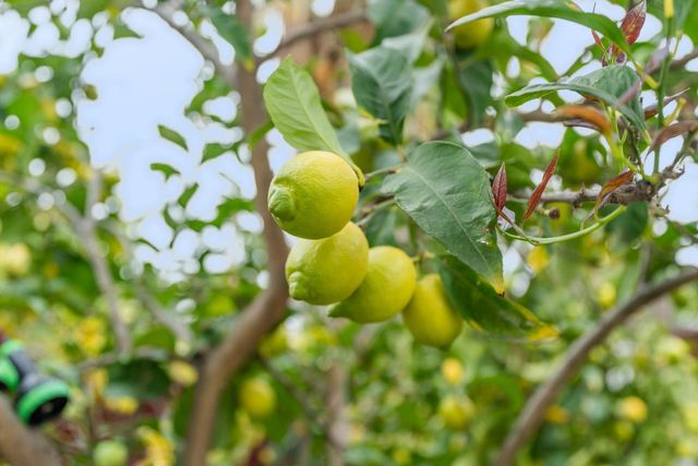 5001 Hari Gopal Way, Sacramento, CA 95823