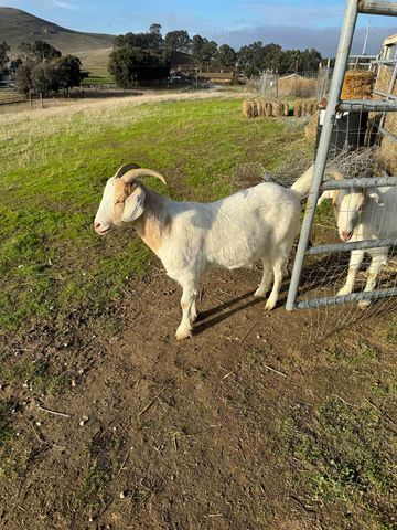 3326 Dyer Rd, Livermore, CA 94551