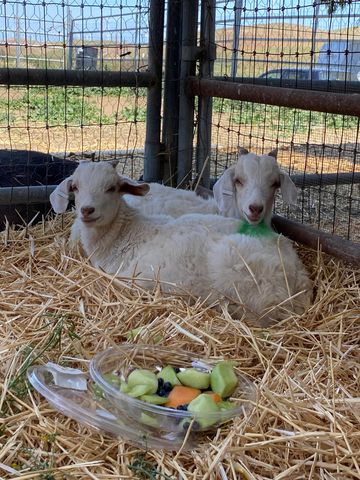 3326 Dyer Rd, Livermore, CA 94551