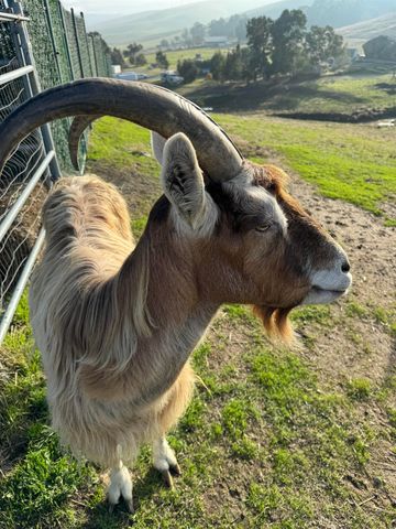 3326 Dyer Rd, Livermore, CA 94551