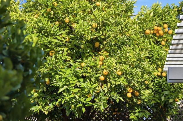 852 Peach Avenue, Sunnyvale, CA 94087