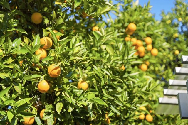 852 Peach Avenue, Sunnyvale, CA 94087