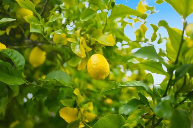 847 San Luppe Drive, Mountain View, CA 94043