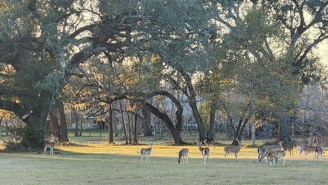 802 Comanche Trail Drive, Rosharon, TX 77583