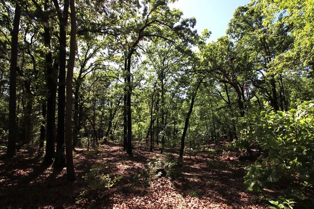 TBD County Road 4552, Winnsboro, TX 75494