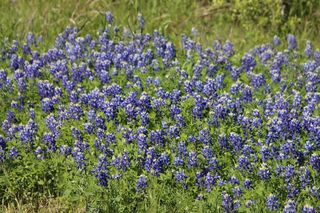 0 Clear Woods Court S, Washington, TX 77880