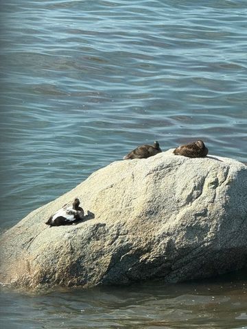 42 Phillips Rd, Nahant, MA 01908