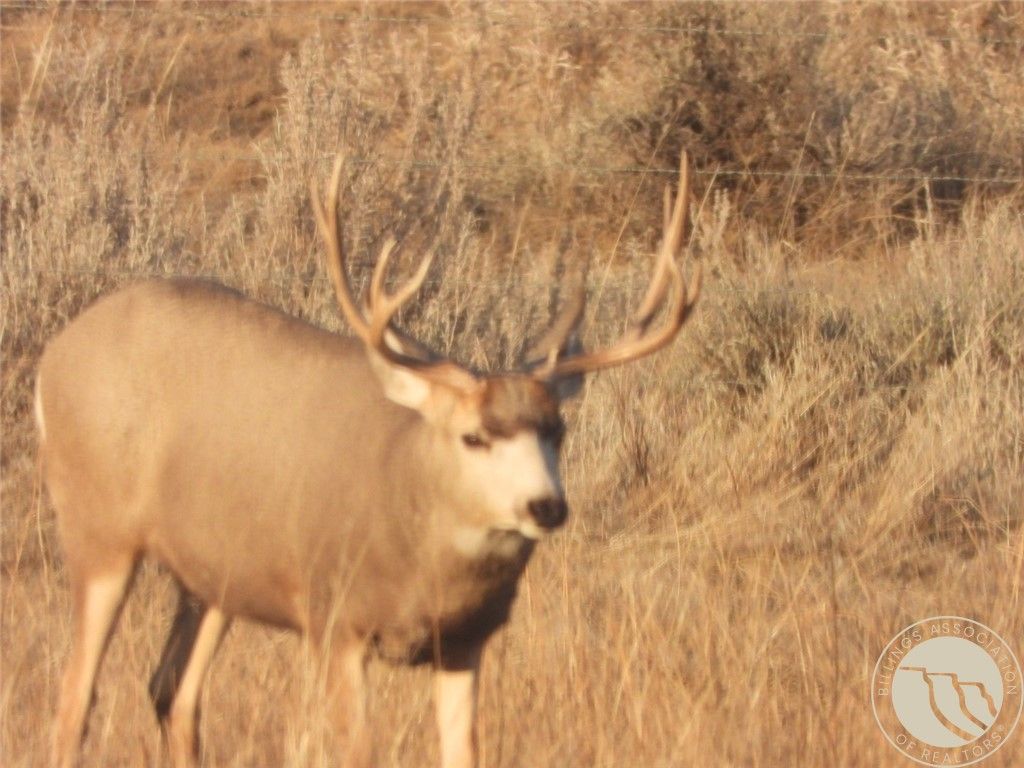 1234 Queens Point Road, Melstone, MT 59054 photo 19