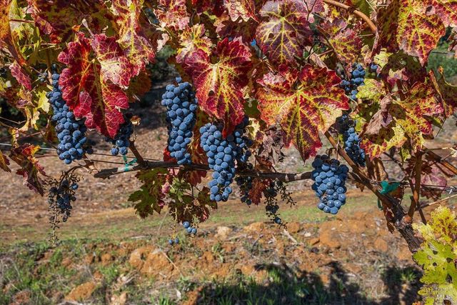 22355 Chianti Rd, Geyserville, CA 95441