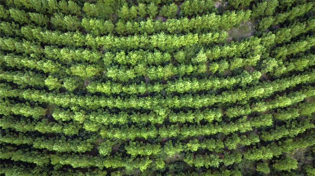 TBD Stutts Hill, Livingston, TX 77351