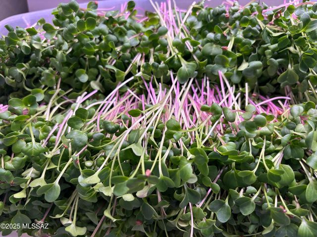 11640 S Lava Peak Road, Vail, AZ 85641