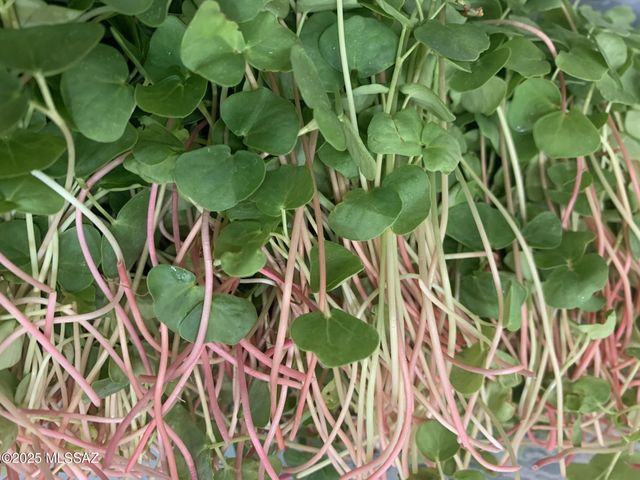 11640 S Lava Peak Road, Vail, AZ 85641