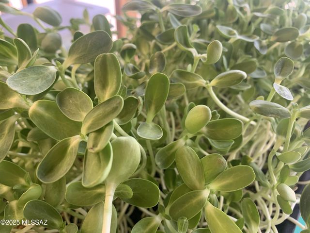 11640 S Lava Peak Road, Vail, AZ 85641