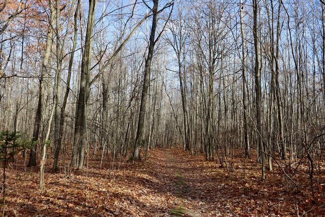 6495 Jackson Avenue, Surrey Twp, MI 48632