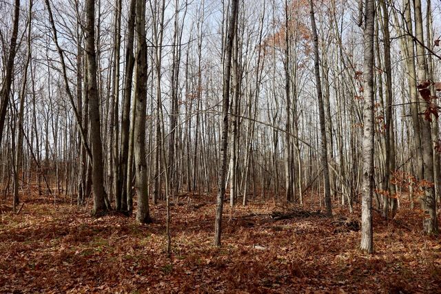 6495 Jackson Avenue, Surrey Twp, MI 48632