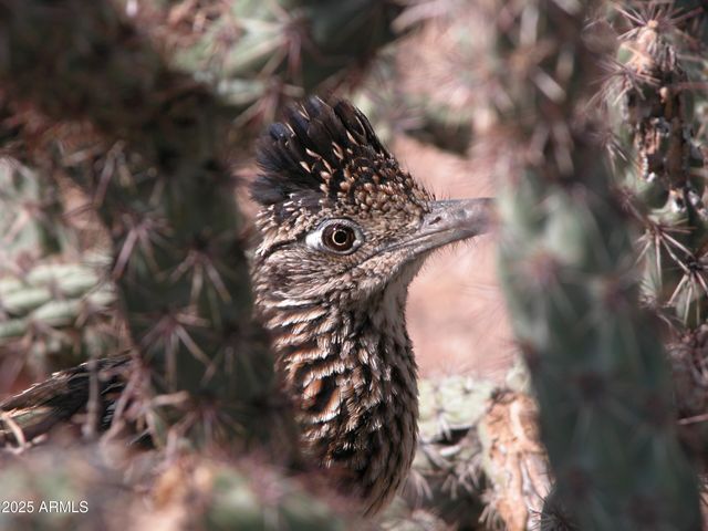 10651 E FERNWOOD Lane, Scottsdale, AZ 85262