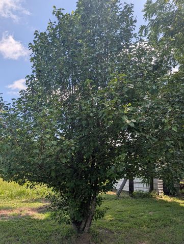 32332 W State Highway 49, Avinger, TX 75630