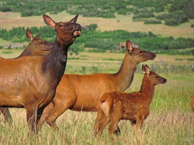 741 Big Wall Ln, La Veta, CO 81055