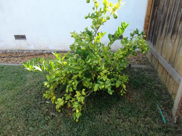 8401 Grinnel Way, Sacramento, CA 95826