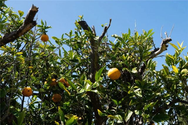 2548 Via Carrillo, Palos Verdes Estates, CA 90274
