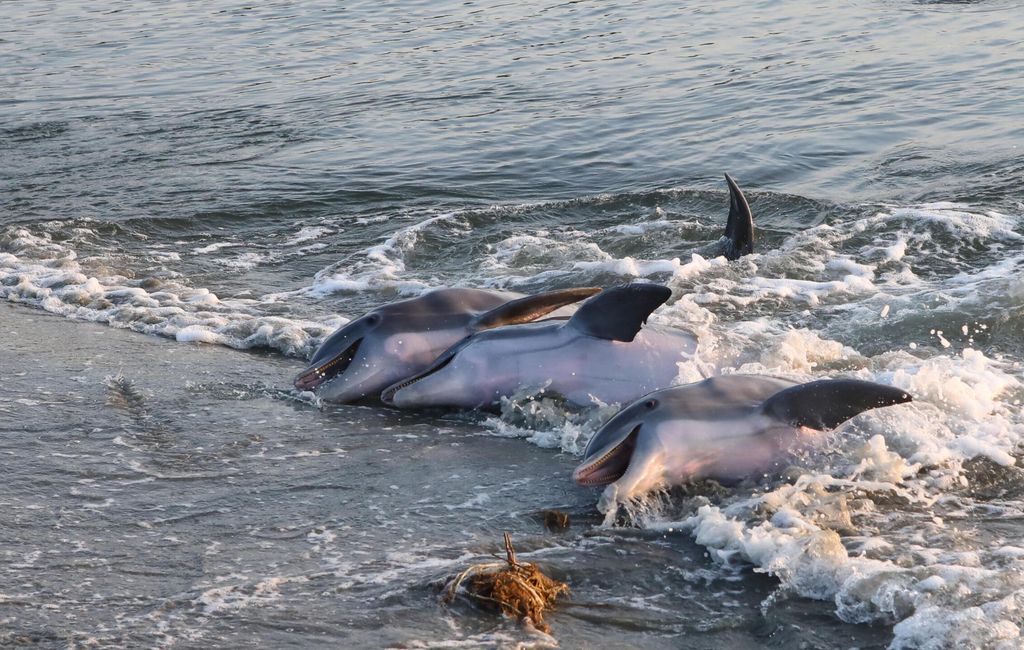 Image 43 of property listing at 4740 Tennis Club Lane, Kiawah Island, SC 29455