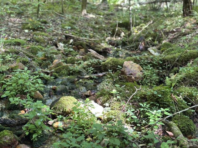 5.74 Ac Hardslate Road, Ellijay, GA 30560