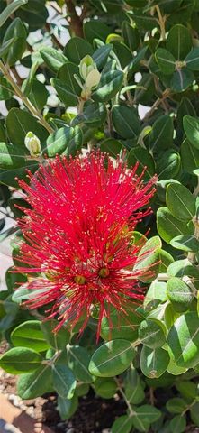 1658 SCARLETT AVENUE, North Port, FL 34289