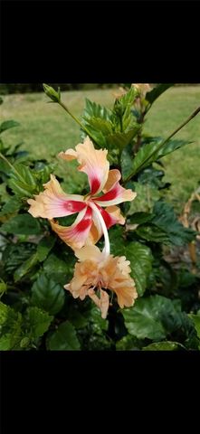 1658 SCARLETT AVENUE, North Port, FL 34289