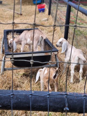 3559 Springfield Road, Springtown, TX 76082