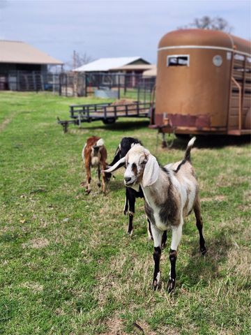 3559 Springfield Road, Springtown, TX 76082