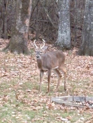 141 Bluegrass Pkwy, Lebanon, TN 37090