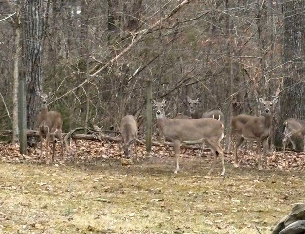 141 Bluegrass Pkwy, Lebanon, TN 37090