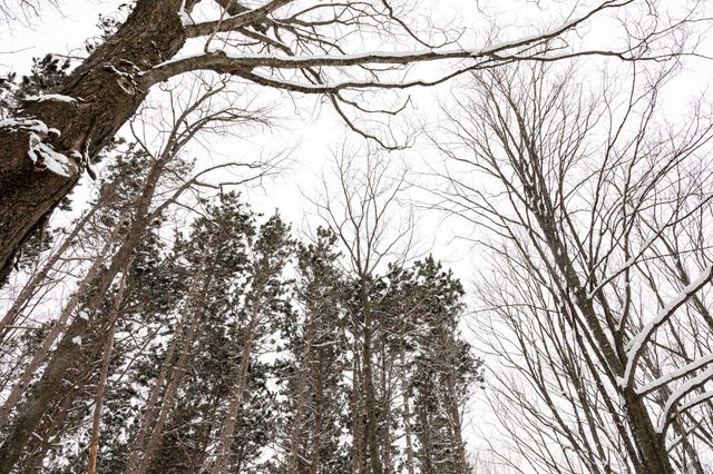 2995 S Schomberg Road, Centerville Twp, MI 49621