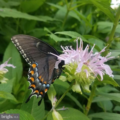 1213 MCKINLEY ST, Annapolis, MD 21403