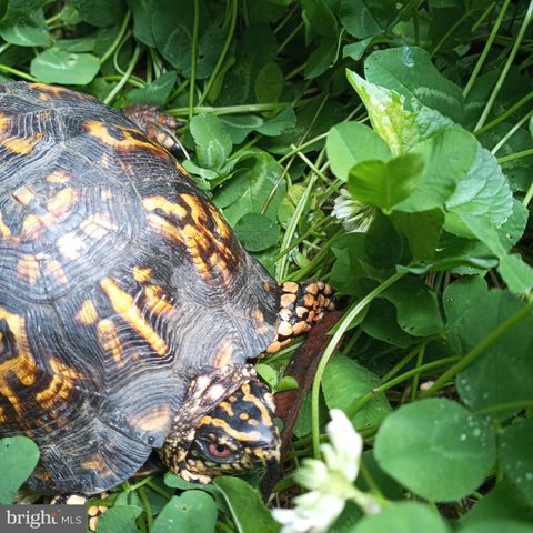 1213 MCKINLEY ST, Annapolis, MD 21403