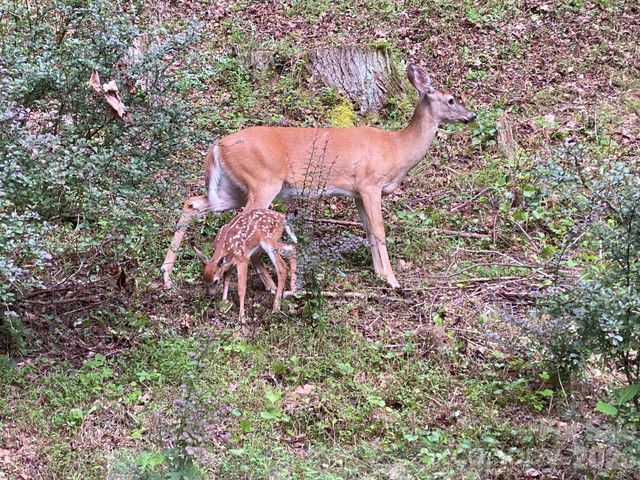 651 Case Cove Road, Candler, NC 28715