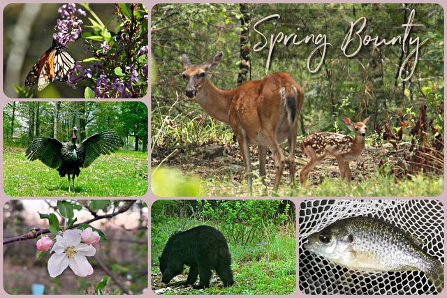 2446 State Highway Oo, Cedarcreek, MO 65627