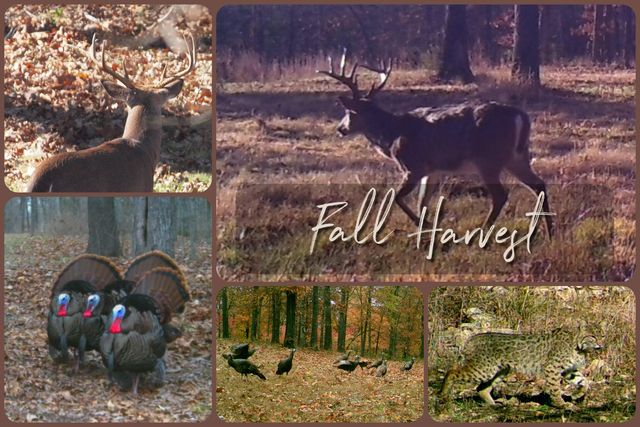 2446 State Highway Oo, Cedarcreek, MO 65627