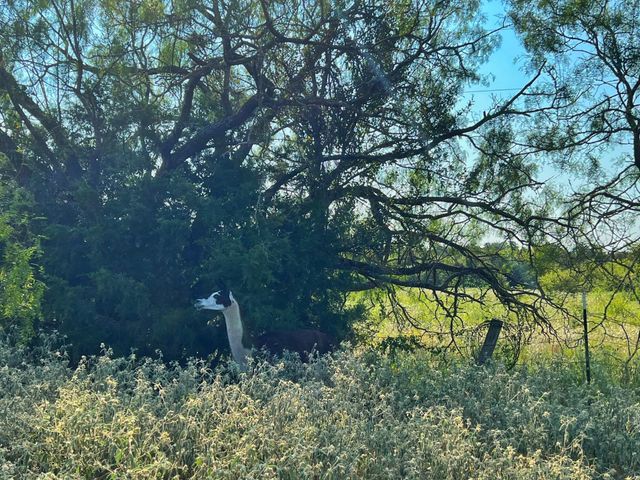 5403 Dry Creek, Calvert, TX 77837