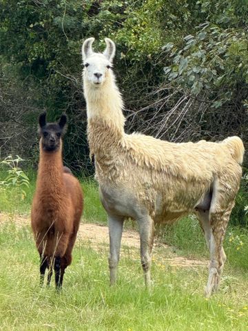 5403 Dry Creek, Calvert, TX 77837