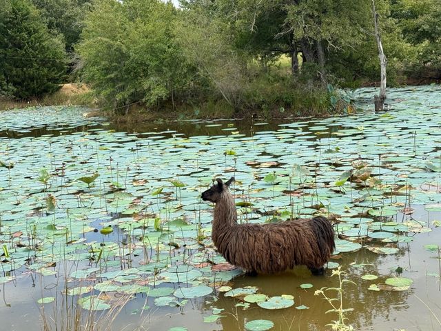 5403 Dry Creek, Calvert, TX 77837