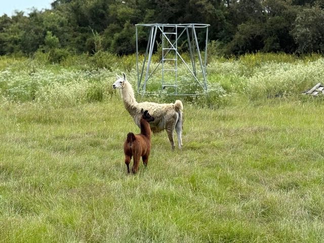 5403 Dry Creek, Calvert, TX 77837