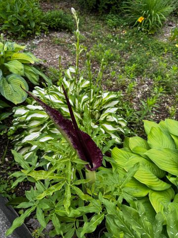 2126 Fairfield Road, Portage City, MI 49002