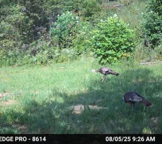 3317 Cow Branch Road, West Liberty, KY 41472