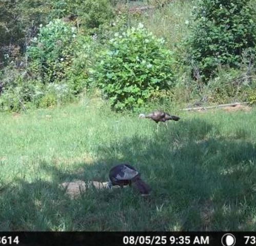 3317 Cow Branch Road, West Liberty, KY 41472